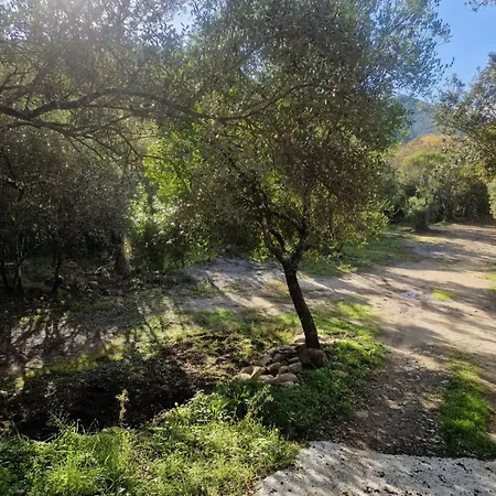 L'alivu Di Villa Venaco (Corsica)