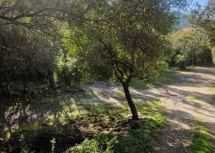 L'alivu Di Villa Venaco (Corsica)